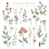 design custom botanical illustrations for flowers and plants