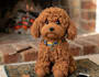 design custom crochet and amigurumi patterns