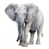 create realistic animal illustration