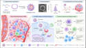 redraw scientific figures and diagrams for research papers