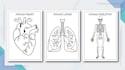 create a custom human anatomy coloring book