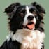 draw custom pet portrait in pop art style