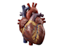 draw medical illustrations and diagrams