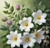 hand paint botanical illustrations