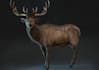 create 3d creatures ready for game, werewolf and wild animal, ue5 3d rigging,fbx