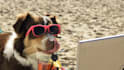 make a funny video commercial with a dog at the beach