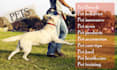 guest post on high quality pet blog
