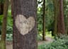 put your message On a Love Tree Curve
