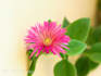 make a background photo for your office,room or web