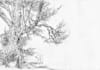draw a random tree or trees and send them to you