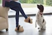 do guest post on pets blog