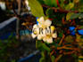 add watermark to your photos