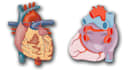design scientific illustration, scientific figure, graphical abstract