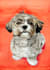 paint adorable watercolor pet portrait