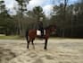 create your equestrian show music