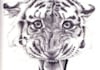 design and illustrate your tattoo