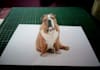 do 3d photo optical illusion anamorphic conversion