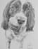 draw a portrait of your pet