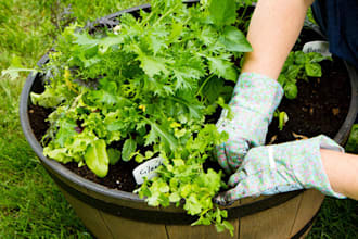 give You 80 Container Gardening Steps of Colorful Ideas On What To Plant Every Season
