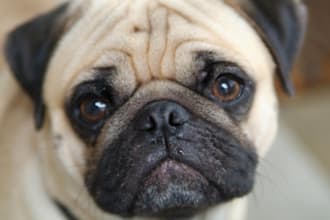 photo of my Dog the Awesome ROCKY The Pug with your logo