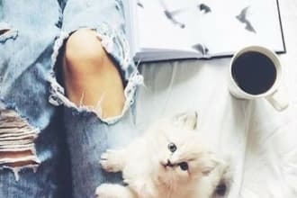provide you cat photos with quotes or without quotes