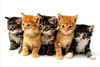 send you 100 recipes for your kitty cat
