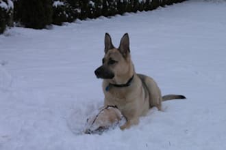 have my dog Marlo German Shapard pose for any animal adds