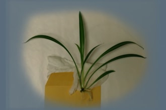 mail you a healthy Spider Plant