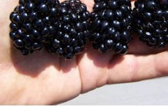 mail you GIGANTIC Blackberry Seeds