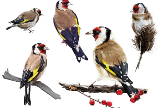 illustrate any realistic objects or animals