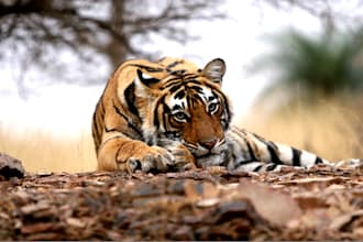 write about environment, wildlife and tourism
