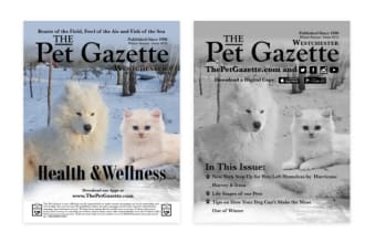 create a magazine cover design or any layout