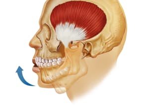 do all medical, dental and scientific illustrations for you