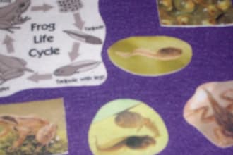 make a File Folder game for your classroom