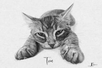 do custom pet portrait, dog portrait, cat portrait drawing