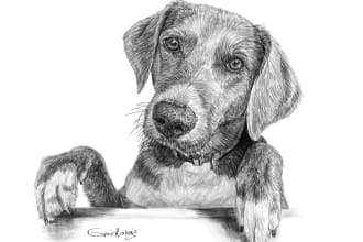 do custom pet portrait, dog portrait, cat portrait drawing