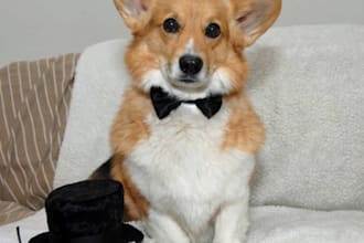 take a picture of my corgi with your logo