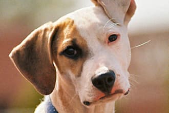 send you information on how to keep your dog happy and healthy through exercise plus a BONUS
