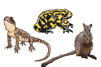 hand drawn wildlife vector animal illustration