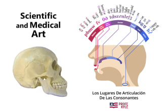 do human anatomy, medical diagrams illustration