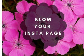 professionally manage your instagram account