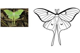 draw animal line art