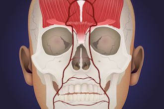 do professional medical, anatomy and scientific illustration