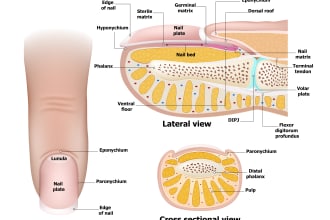 professional medical illustrations, drawings, exercises