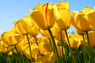 be your outstanding virtual assistant