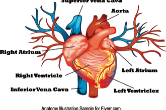 draw exercise, medical and anatomy illustrations