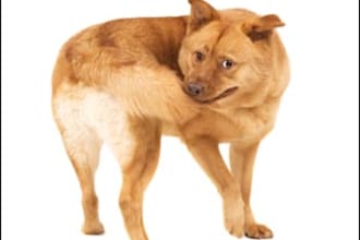 send you 10 Why Do Dogs Do That PLR Articles
