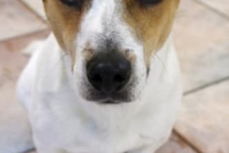 teach you everything about CARING for a new dog, young or old
