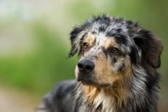 teach you how to stop any dogs barking problem humanely