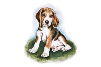 draw watercolor pet portrait